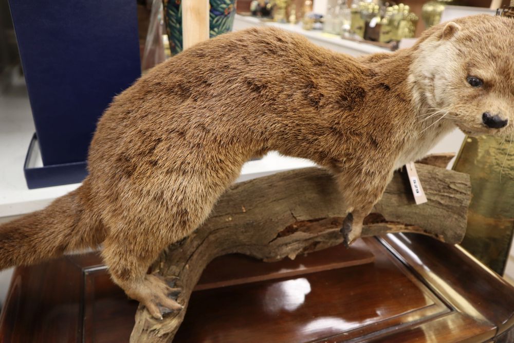 A taxidermic model of an otter on a branch, length 82cm